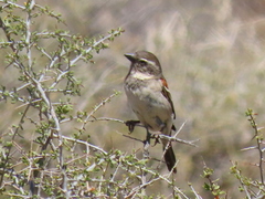 Passer melanurus melanurus