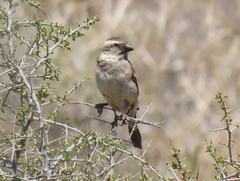 Passer melanurus melanurus