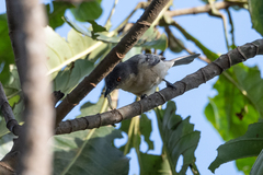 Dryoscopus gambensis