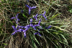 Iris ruthenica