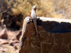 Karusasaurus polyzonus