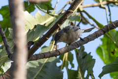 Dryoscopus gambensis