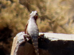 Karusasaurus polyzonus