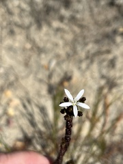 Wahlenbergia tenella