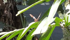 Siproeta epaphus trayja