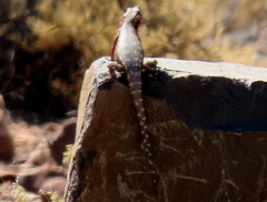 Karusasaurus polyzonus