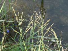 Panicum repens