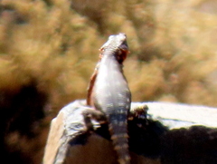 Karusasaurus polyzonus