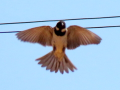 Passer melanurus melanurus