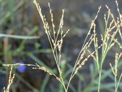 Panicum repens