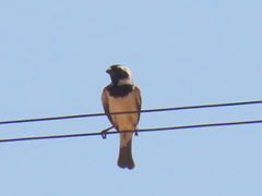 Passer melanurus melanurus