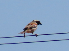 Passer melanurus melanurus
