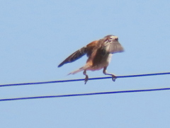 Passer melanurus melanurus