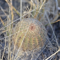 Echinocereus pectinatus pectinatus