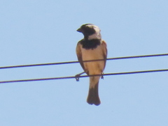 Passer melanurus melanurus