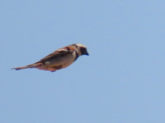 Passer melanurus melanurus