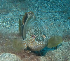 Serranus papilionaceus