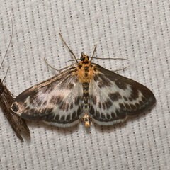Anania hortulata