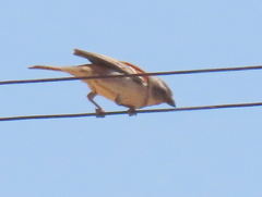 Passer melanurus melanurus