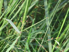Panicum repens