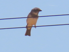 Passer melanurus melanurus