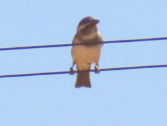 Passer melanurus melanurus