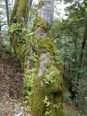 Veronica urticifolia
