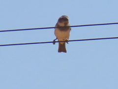 Passer melanurus melanurus