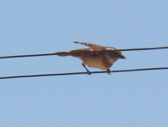 Passer melanurus melanurus