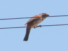 Passer melanurus melanurus