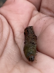 Spodoptera latifascia