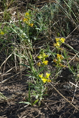 Thermopsis mongolica