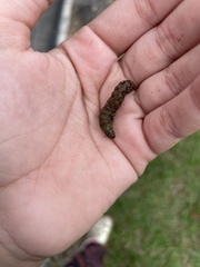 Spodoptera latifascia