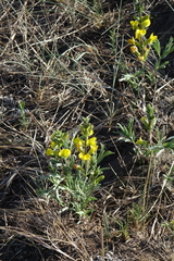 Thermopsis mongolica