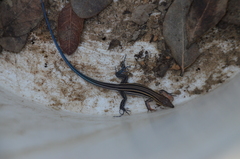 Aspidoscelis hyperythrus beldingi