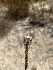 Wahlenbergia tenella