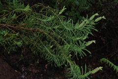Lavandula viridis