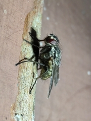 Sarconesia chlorogaster