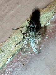 Sarconesia chlorogaster