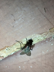 Sarconesia chlorogaster