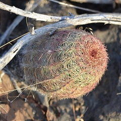 Echinocereus pectinatus pectinatus