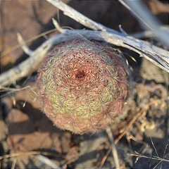 Echinocereus pectinatus pectinatus