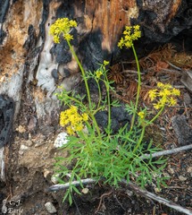 Lomatium brandegeei