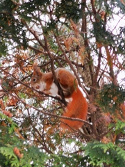 Sciurus vulgaris