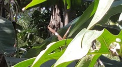 Siproeta epaphus trayja