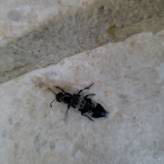 Creophilus maxillosus