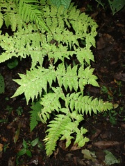 Macrothelypteris torresiana
