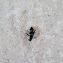 Creophilus maxillosus