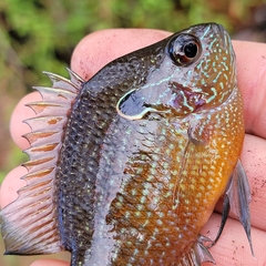 Lepomis marginatus