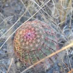 Echinocereus pectinatus pectinatus